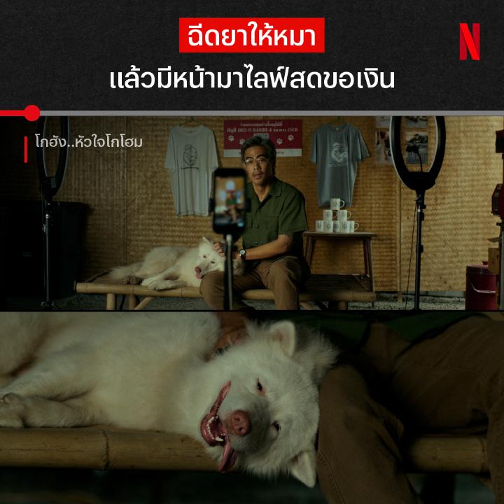 คนรักหมา ดูฉากนี้แล้วมีกำหมัด ใช้ความน่าสงสารหาเงิน ถ้าโดนบ้างจะรู้สึกยังไง มาเอาใจช่วยโกฮังให้หนีออกจากนรกนี้ได้ และมาร่วมดูชะตากรรมของพวกหากินกับหมาจรได้แล้วใน #โกฮังหัวใจโกโฮม ที่ #NetflixTH ครับ #โกฮัง