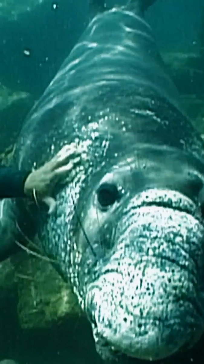 Elephant seal BITES diver's head 😱 #weirdtrueandfreaky #elephantseal #ocean