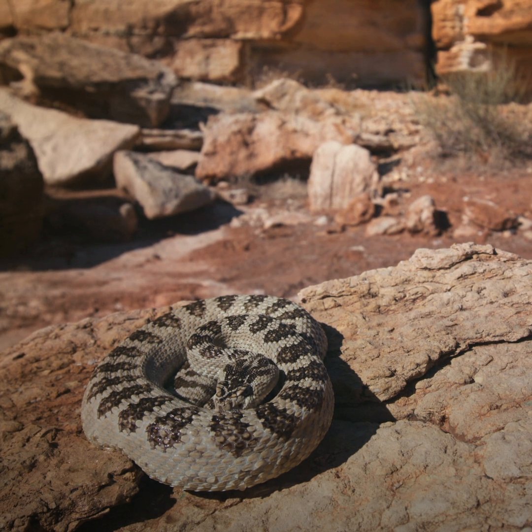 Rattlesnakes have developed a unique strategy for staying hydrated in a water-scarce environment 👀 #AmericasNationalParks is streaming on Disney+ and Hulu