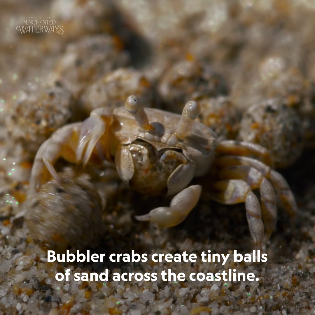 Bubbler crabs give an entirely new meaning to the term "beach ball." #InsideTheEnchantedWaterways is now streaming on Disney+ and Hulu.