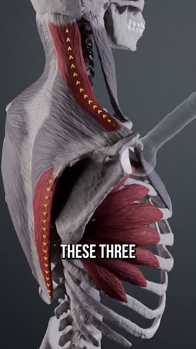 These 3 muscles are the keys to unlocking healthier shoulders 👇
