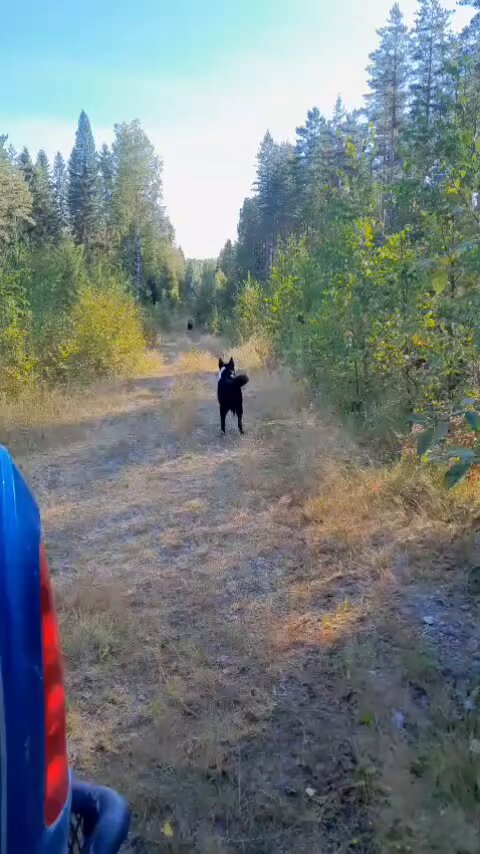 Karelian bear dog face off with a Finnish bear.