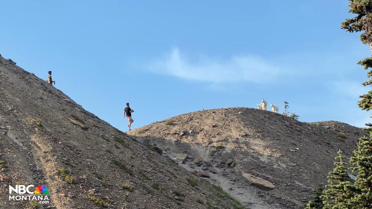 Confrontation in Glacier National Park: Our camera person witnessed a confrontation in Glacier last week after a group of hikers confronted another group for being off trail and approaching several mountain goats. For safety tips in Glacier click here: