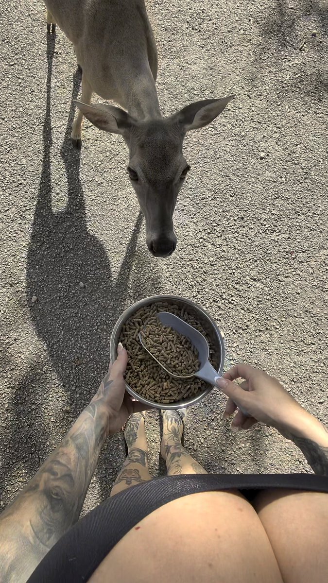 POV : you’re real Snow White 🦌 in Texas