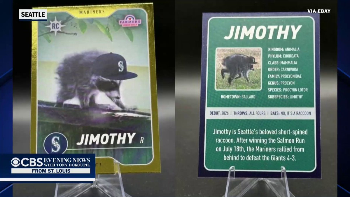 Jimothy, Seattle's beloved short-spine raccoon, was honored with a special gold trading card.