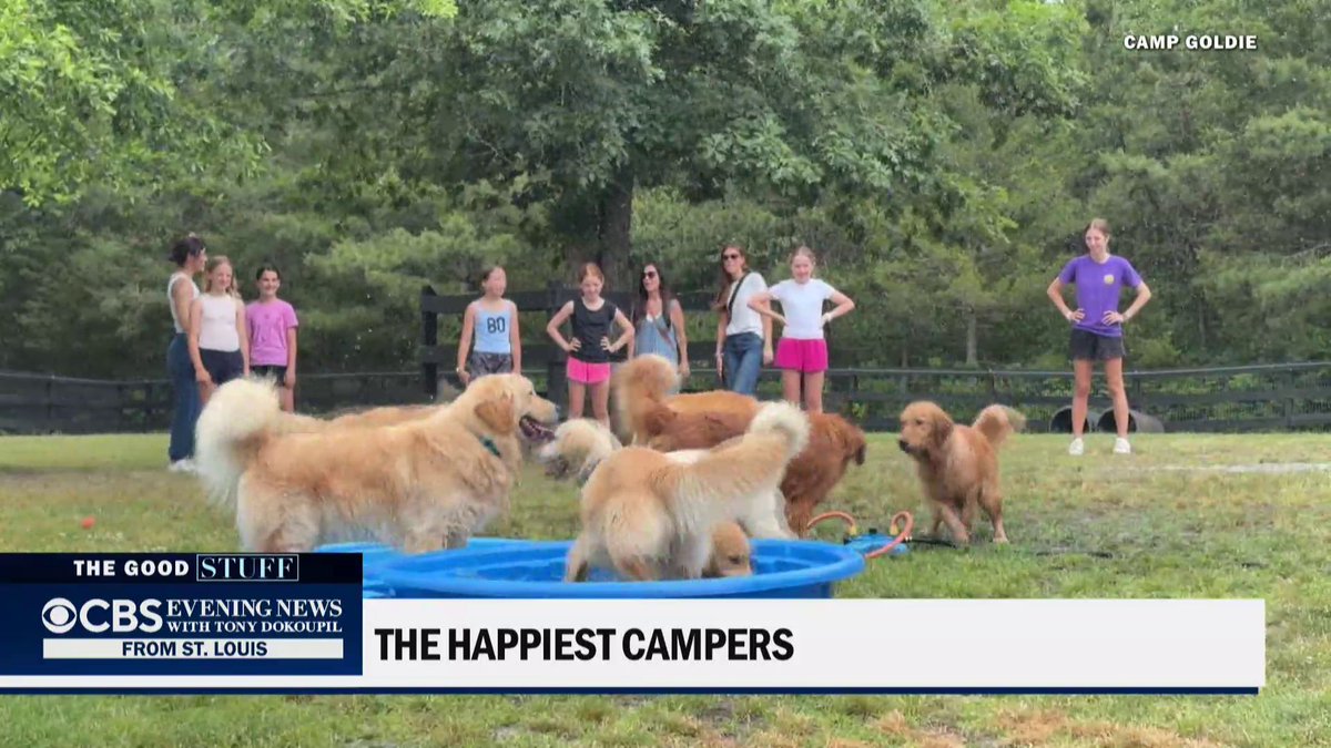 What started as one man’s attempt to create the perfect day for his girlfriend has grown into a place built around one simple idea: more golden retrievers, more joy. Camp Goldie in New Jersey invites humans to “play dates” with its dozen or so golden pups.