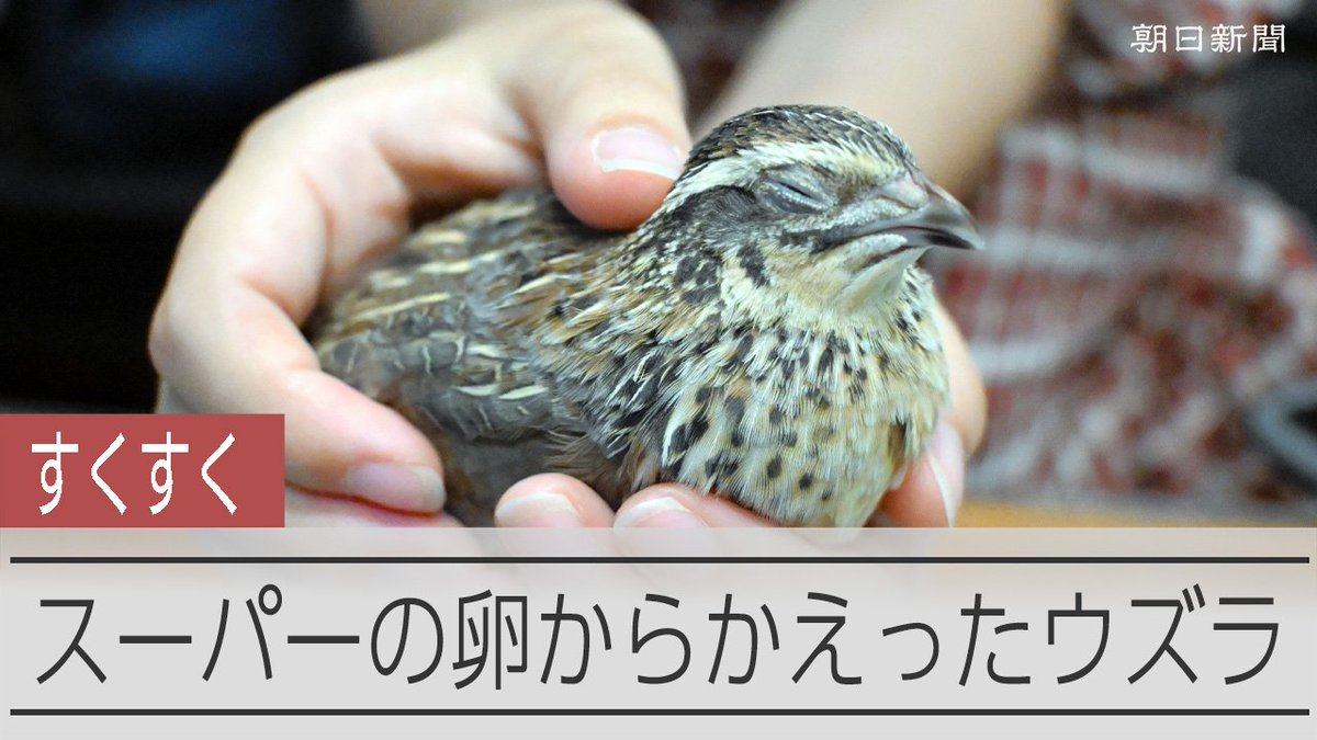 【動画】スーパーの卵から生まれたウズラ、すくすく成長中 ネコとも仲良し 都内の高校生が、市販の卵からかえしたウズラを育てています。今年3月に生まれたメスの「トイボん」。機械で卵を温めて孵化させました。飼っているネコとも仲良く遊んでいます。