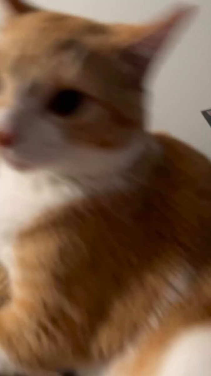 The orangest cat ever