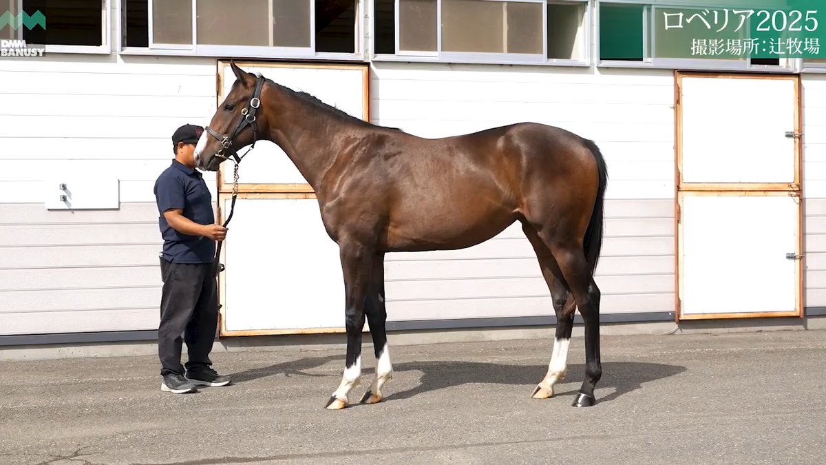 【関係者インタビュー】8/28撮影🆕 ロベリア2025(牝.1歳) 父 イクイノックス 厩舎 池添学/関西 募集総額 2900万円/ 2000口 一口金額(一括) 14500円 一口金額(分割) 3630円(4回) 20%キャッシュバック 2900円 1次募集は9月10日(木) 23:59まで DMM バヌーシー