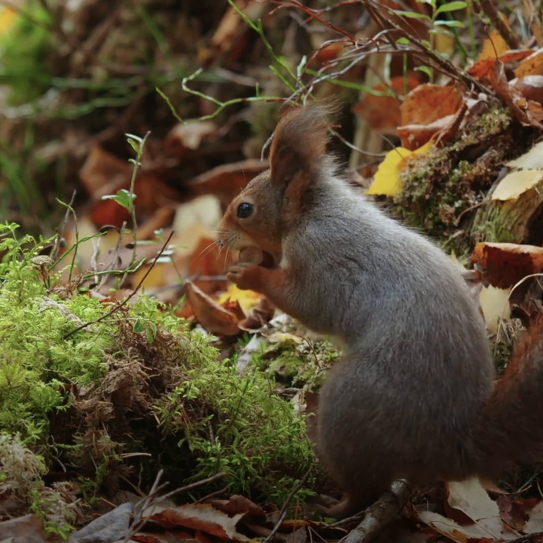 When your snack stash needs a top-secret hiding place 🌰 #WildNordic is now streaming on Disney+