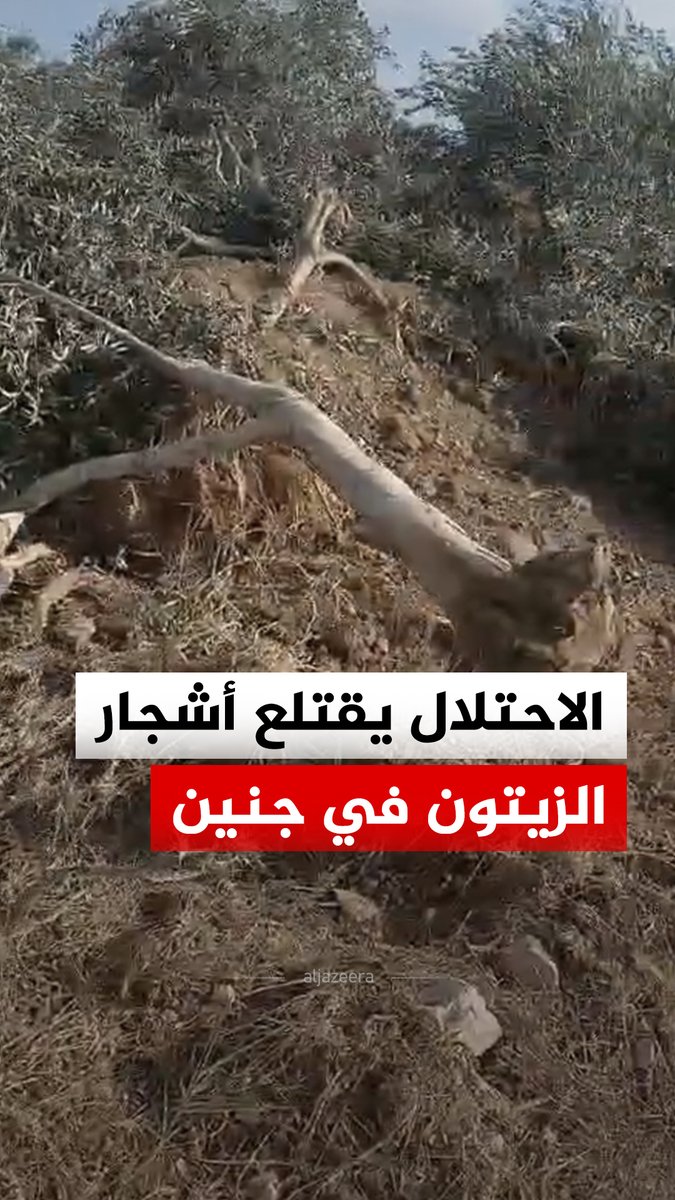 اقتلاع قوات الاحتلال الإسرائيلي عددا من أشجار الزيتون على جانبي الطريق الواصل بين بلدتي عرابة ويعبد جنوب غرب جنين في الضفة الغربية #فيديو