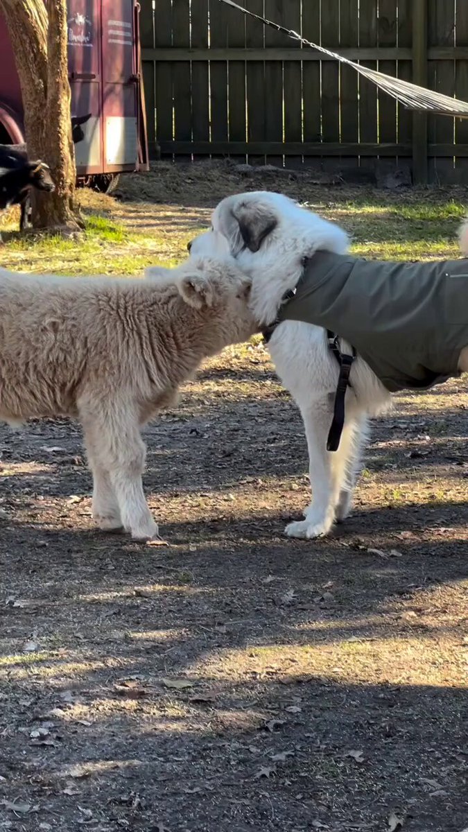 Baby cow made friends with a guardian dog..🐕🐾🐄😍