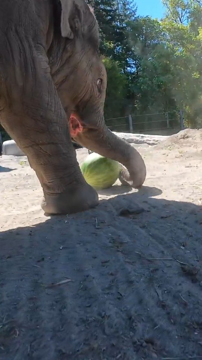 play, squish, chomp, repeat. #tinytrunktuesday