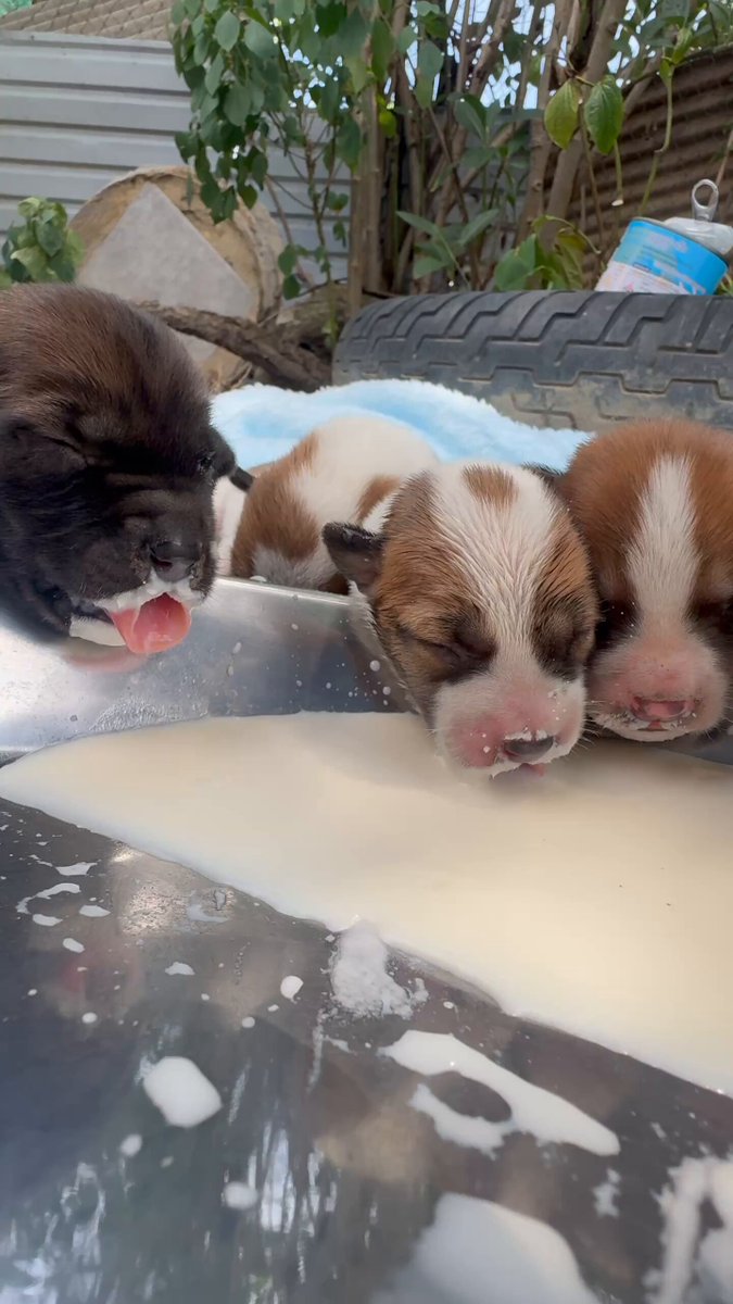 Yesterday, we met this incredibly sweet street dog and her little fluffy potato pups. She was doing her absolute best to care for them, but she was exhausted and needed a helping hand. We promised her we’d be right back. We went on a little shopping spree to completely spoil this family: 🍼 A huge tray of nourishing goat milk for the tiny puppers so they can grow big and strong! 🧸 The softest blanket and a giant fluffy teddy bear to keep the babies cozy while they snooze. 🥩 A massive, delicious kibble and wet food for Mama because she is a total rockstar and deserves the world! Right now, there isn't much else to do but let them enjoy their full bellies and rest up. 🐶 Once everyone is a little older and healthy enough, Mama and all her babies are officially on our sterilisation list to ensure they live their best, healthiest lives and we help break the cycle! ✂️ Just look at how proud mum is at the end of the video! 💖