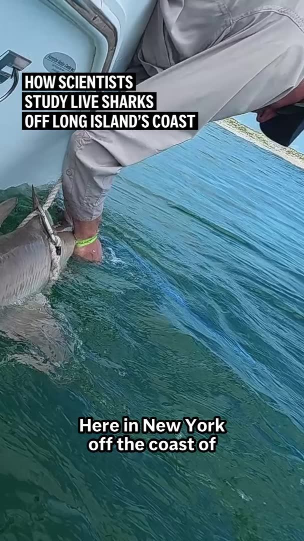 Scientists off Long Island are catching, tagging and releasing live sharks to learn more about their movements, health and behavior as warming waters and new technology change what we know about the predators. AP Video by Ted Shaffrey
