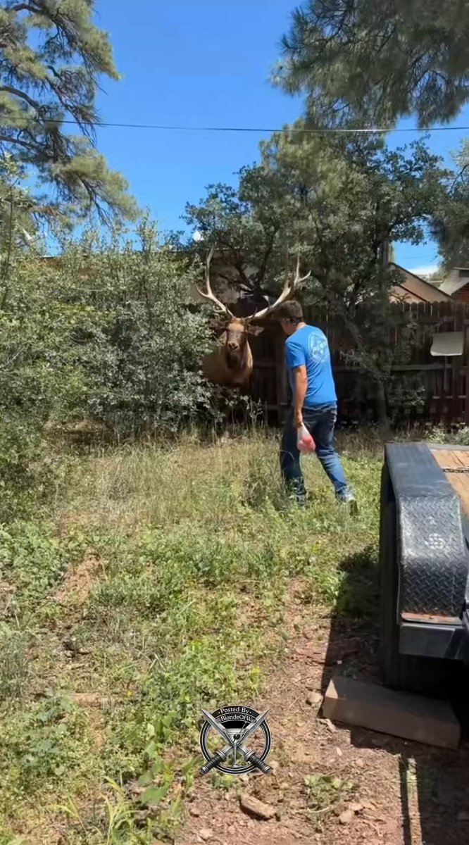 Sometimes, animal encounters are unwelcome and sometimes they are just what you need, like a timeline cleanse. That snake can go back to his hole, and the wild, galloping moose can settle down. I'm trying to recall a wild animal encounter and only remember college frat boys. 😜