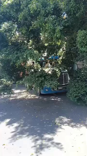 Al momento Tráiler derriba árbol en paso a desnivel de la Castellana rumbo al Trébol.