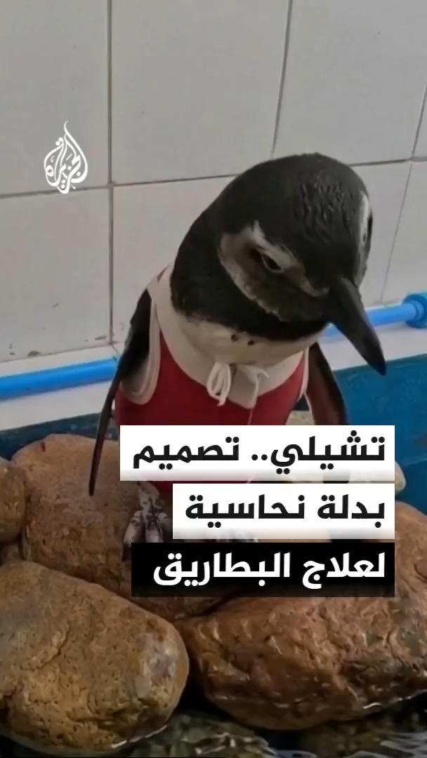 باحثون في تشيلي يصممون بدلة نحاسية للمساعدة في تسريع تعافي طيور البطريق المصابة وتحسين فرص شفائها #الأخبار