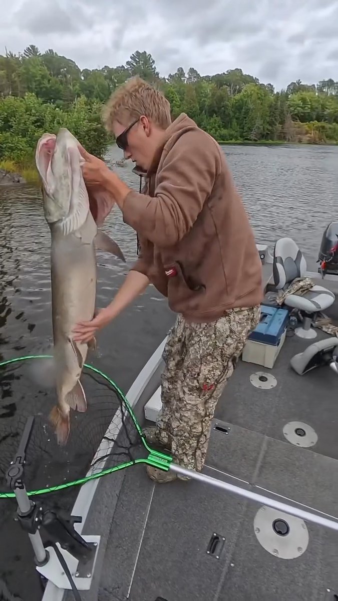 MONSTER musky crushes lure at the boat! 👀🎣🎣 📸Brett Guse.146 #FindYourAdventure #outdoors #fishing #musky