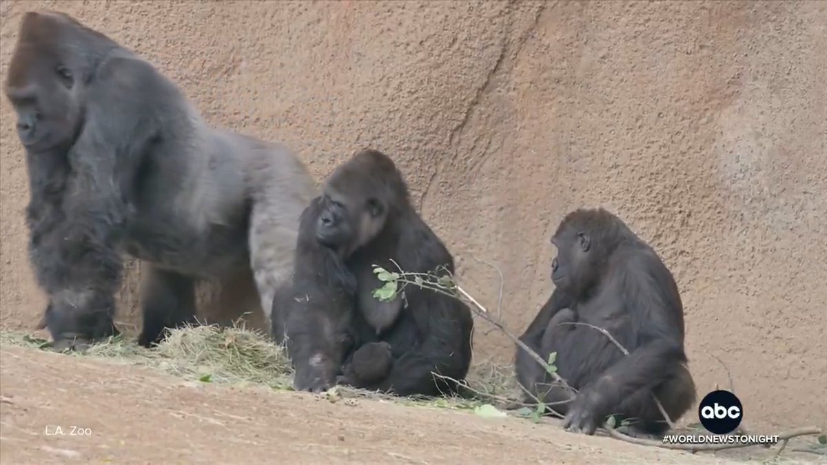 As the Los Angeles Zoo celebrates the 1st birthdays of five great apes, David Muir reports on how much they've grown over the past year – and what their births mean for the endangered species.
