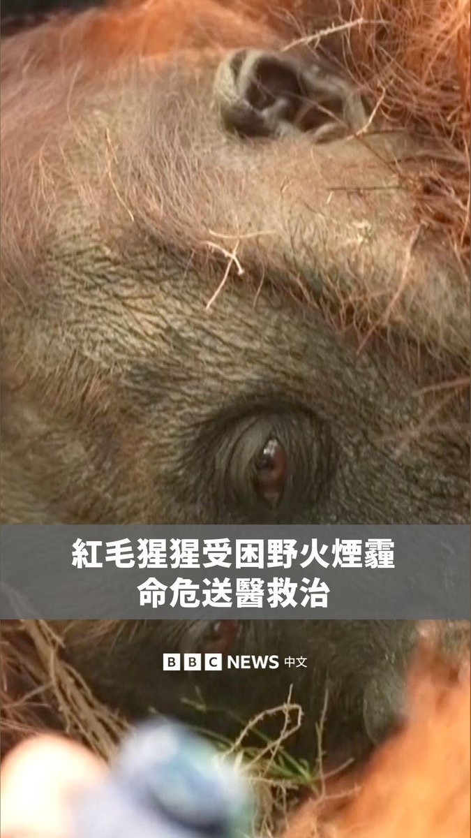 印尼婆罗洲一只红毛猩猩因吸入浓重烟霾而罹患呼吸道疾病，目前情况危急。 救援人员表示，这只红毛猩猩被发现时虚弱地倒在地上，研判与近期当地大规模森林野火烟霾有关。 婆罗洲是印尼受森林野火冲击最严重的地区之一，野火不仅摧毁野生动物栖地，也让大片地区长期遭受烟霾笼罩。