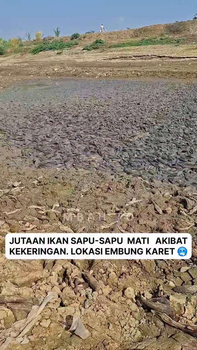 Banyak banget ikan Sapu-sapu gilak !!! 😱😱😱
