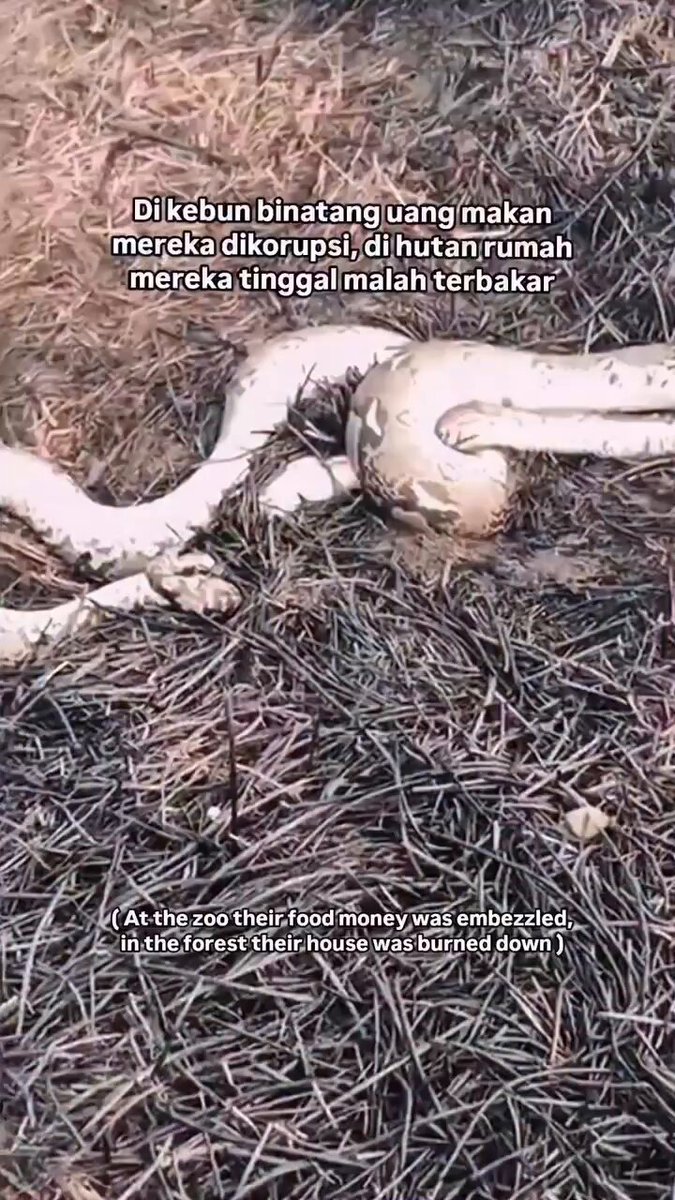 “Di kebun binatang uang makan mereka dikorupsi, di hutan tempat tinggal mereka malah dibakar” Bener-bener gaada makhluk hidup yg aman. Manusia, flora, fauna kena semua 🥲