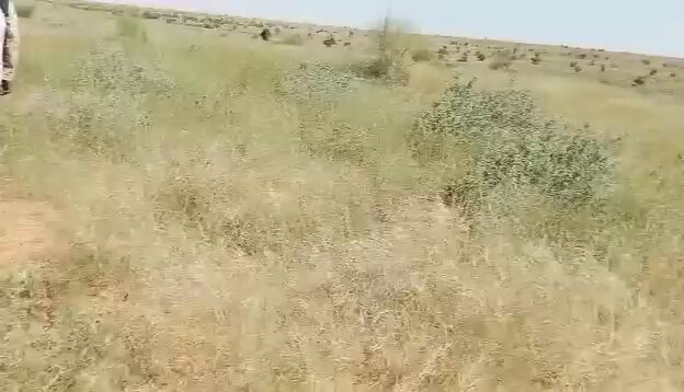 فيديو | داعش يتوغل في معقل القاعدة بمالي اندلعت في الأول من سبتمبر اشتباكات بين تنظيم "نصرة الإسلام والمسلمين" المرتبط بالقاعدة، وتنظيم "داعش الساحل"، في منطقة إيكاشام قرب نداكي بدائرة غورما راروس شرقي إقليم تمبكتو. المواجهة لم تقع في مدينة تمبكتو، بل على محور الغورما القريب من حدود بوركينا فاسو، داخل نطاق نفوذ "كتيبة تمبكتو"، إحدى أقدم وحدات تنظيم النصرة. وأكدت مصادر مقربة من النصرة وقوع الهجوم واستمرار القتال ساعات، بينما ادعت حسابات موالية لتنظيم داعش مقتل عشرات من مقاتلي التنظيم، بينهم قائد. ولم تصدر حتى مساء 2 سبتمبر بيانات عن التنظيمين. وتظهر مقاطع متداولة مسلحين ينسبون إلى القاعدة خلال تبادل للنار، مع وصف خصومهم بـ"الخوارج"، وهو التعبير الذي تستخدمه القاعدة للإشارة إلى تنظيم داعش. تكمن أهمية الاشتباك في موقعه. فالثقل الرئيسي لتنظيم داعش يقع شرقا في ميناكا وتيسيت نحو حدود النيجر، بينما تسيطر النصرة على طرق الرعي والجباية بين تمبكتو والغورما. ولذلك يشير الهجوم، إن تأكدت تفاصيله، إلى محاولة تنظيم داعش التمدد غربا داخل منطقة نفوذ خصمه. وكان المحور نفسه قد شهد توغلا في يوليو، حين نهبت عناصر من تنظيم داعش قطعان ماشية قبل أن تستعيدها القاعدة. ولا يعني القتال أن مدينة تمبكتو باتت مهددة أو أن السيطرة على المنطقة تغيرت، لكنه يمثل اختبارا لقدرة "كتيبة تمبكتو" على حماية خاصرتها الشرقية. والمؤكد حتى الآن هو وقوع مواجهة في ساحة غير معتادة، بينما تظل الخسائر والنتيجة الميدانية غير محسومتين. #Mali #Timbuktu #Sahel #JNIM #ISIS #ISSahel