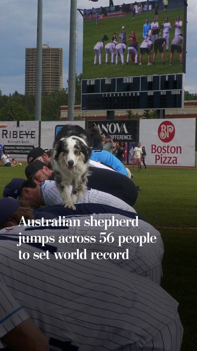 An Australian shepherd named Chardonnay set a world record by racing across the backs of 56 people, a skill her trainer began teaching her several years ago.