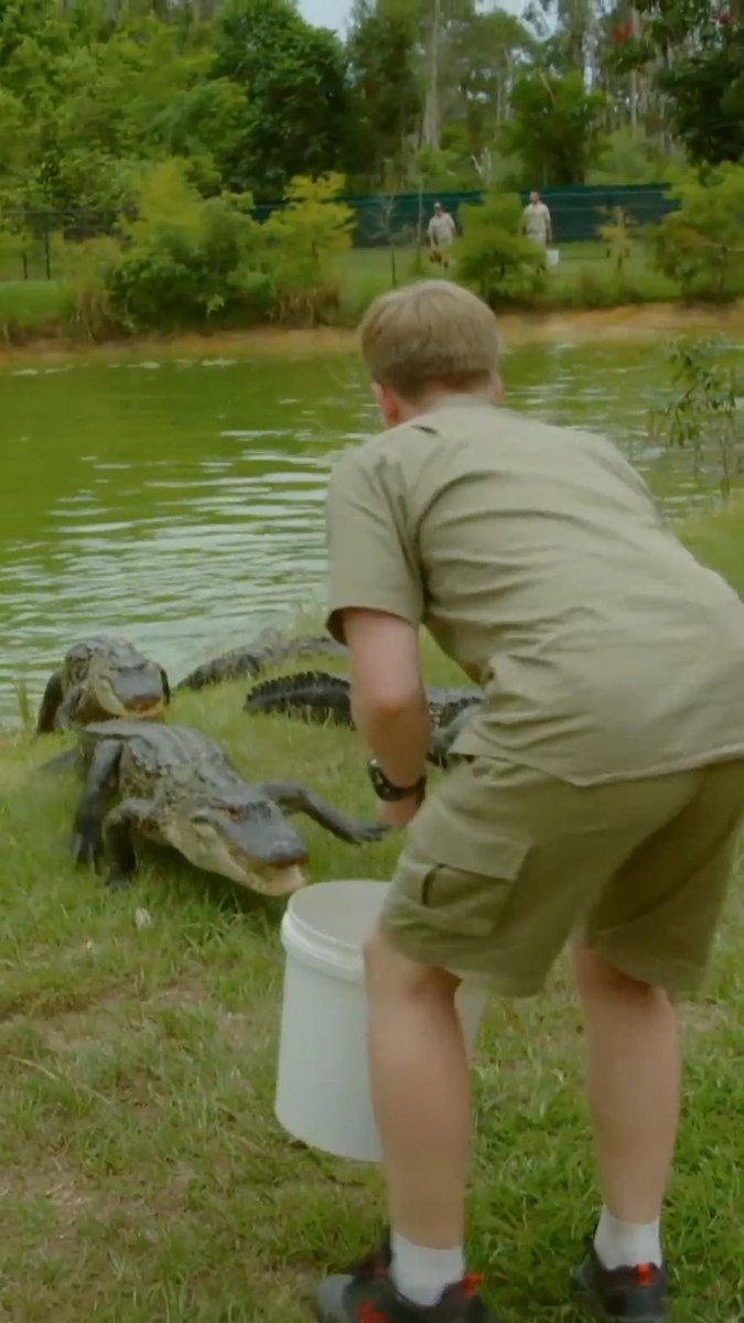 Robert Irwin vs. gator feeding frenzy 😲🐊 #crikeyitstheirwins #robertirwin #gator #wildlife