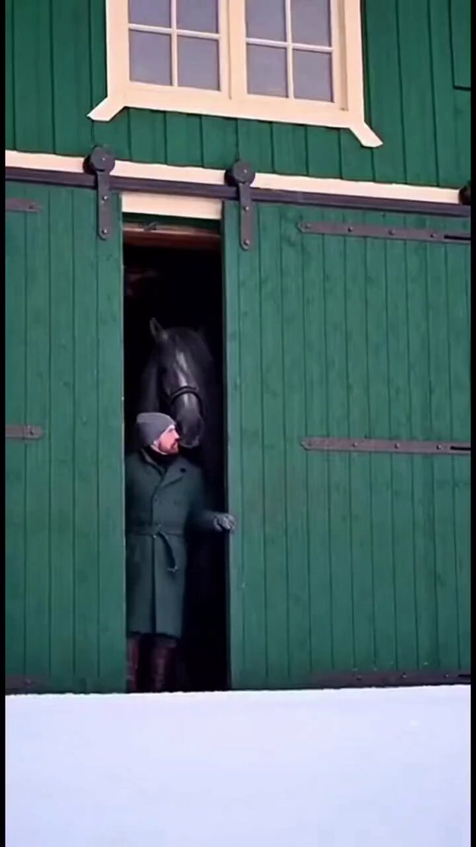 El majestuoso ejemplar que ve aquí es un caballo Gypsy Vanner, también conocido como Gypsy Cob, Irish Cob o Tinker.