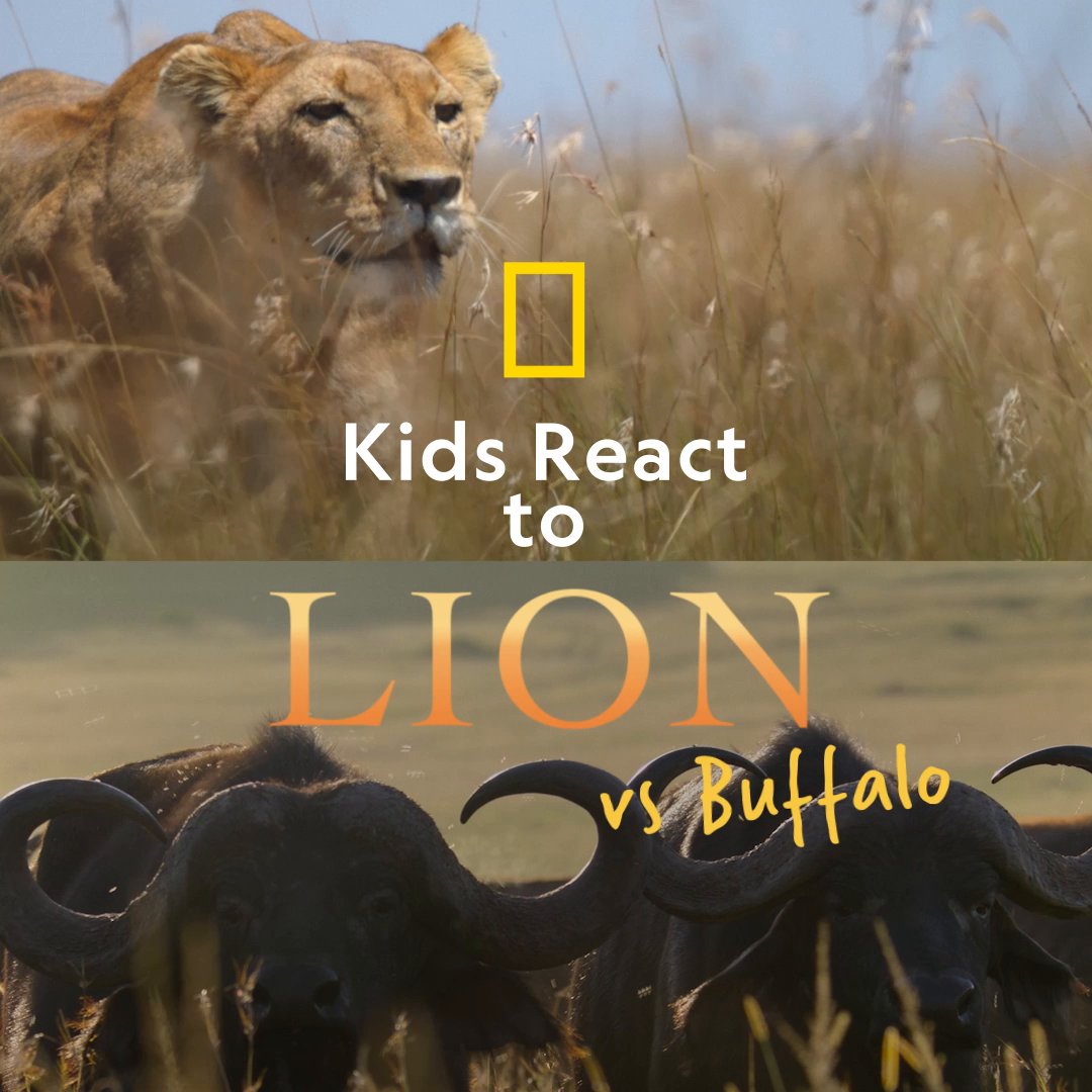 It's lions vs buffalo. Can lion teamwork make the lion dream work, or will the buffalo win this round? #NatGeoLION is now streaming on Disney+ and Hulu.