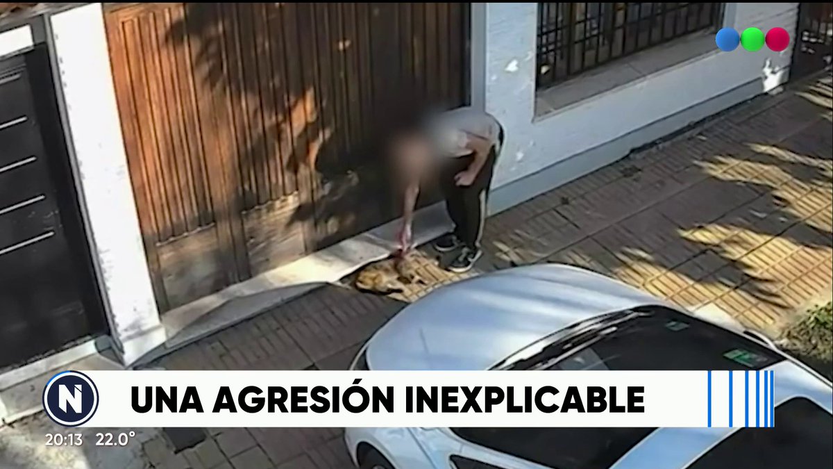 Maltrato animal en Temperley: un adolescente golpeó a un gato y los vecinos exigen explicaciones Mirá más #TelefeNoticias en vivo en
