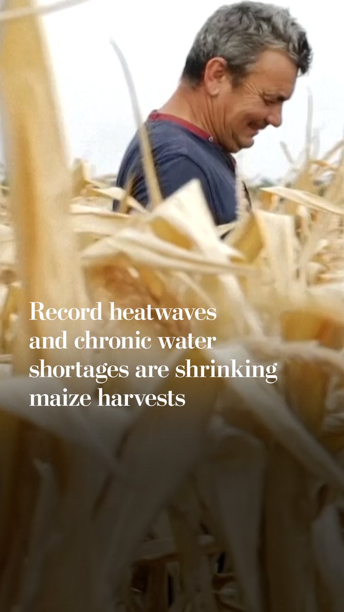 Record heatwaves and chronic water shortages are shrinking maize harvests, forcing some farmers to abandon the crop and reshaping a region long seen as a pillar of European grain production. The impact is most evident in Hungary and Romania.