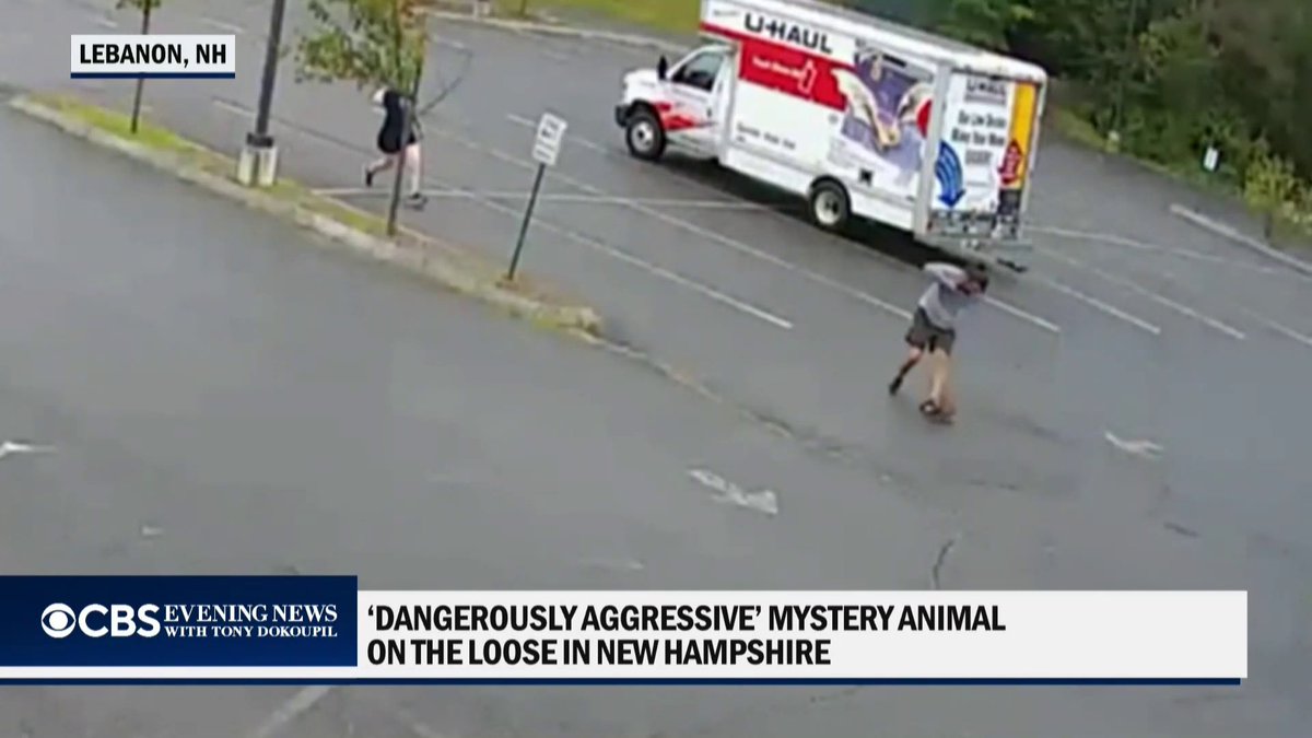 A mystery animal is attacking people in Lebanon, New Hampshire. Police say a small gray animal seen chasing people in surveillance video could be a rabid fisher cat or gray fox.
