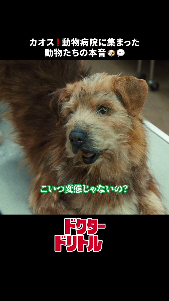 動物たちが喋りまくる🐶🦜🐀💥 ⠀ あっちからも、こっちからも聞こえてくるのは 動物たちのマシンガン・トーク…🐶💬 ⠀ 突然、動物たちの声が聞こえるようになった ドリトル先生も大混乱👓👂 ⠀ #ドクタードリトル #ディズニープラス で配信中🩺