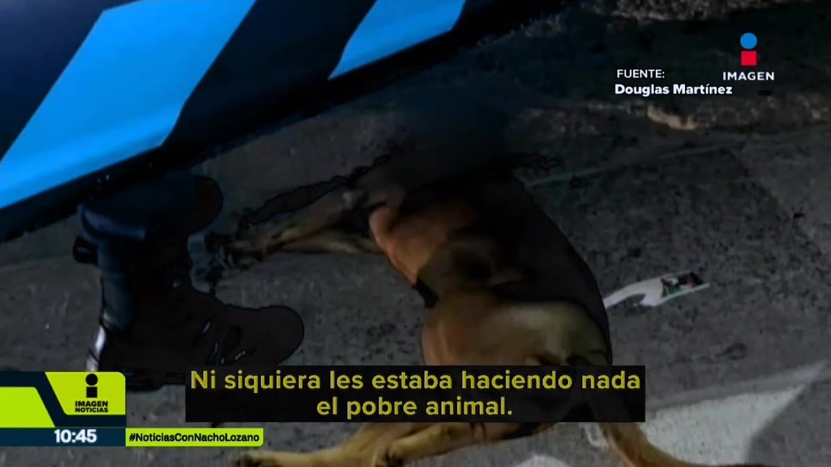 Canelo, un #pitbull de más de 10 años, sin un ojo y con pocos dientes, fue acribillado a balazos por un policía estatal de #Aguascalientes. La policía argumentó que fue en defensa a una agresión, pero los vecinos aseguran otra versión. Esto desató una riña con las autoridades: