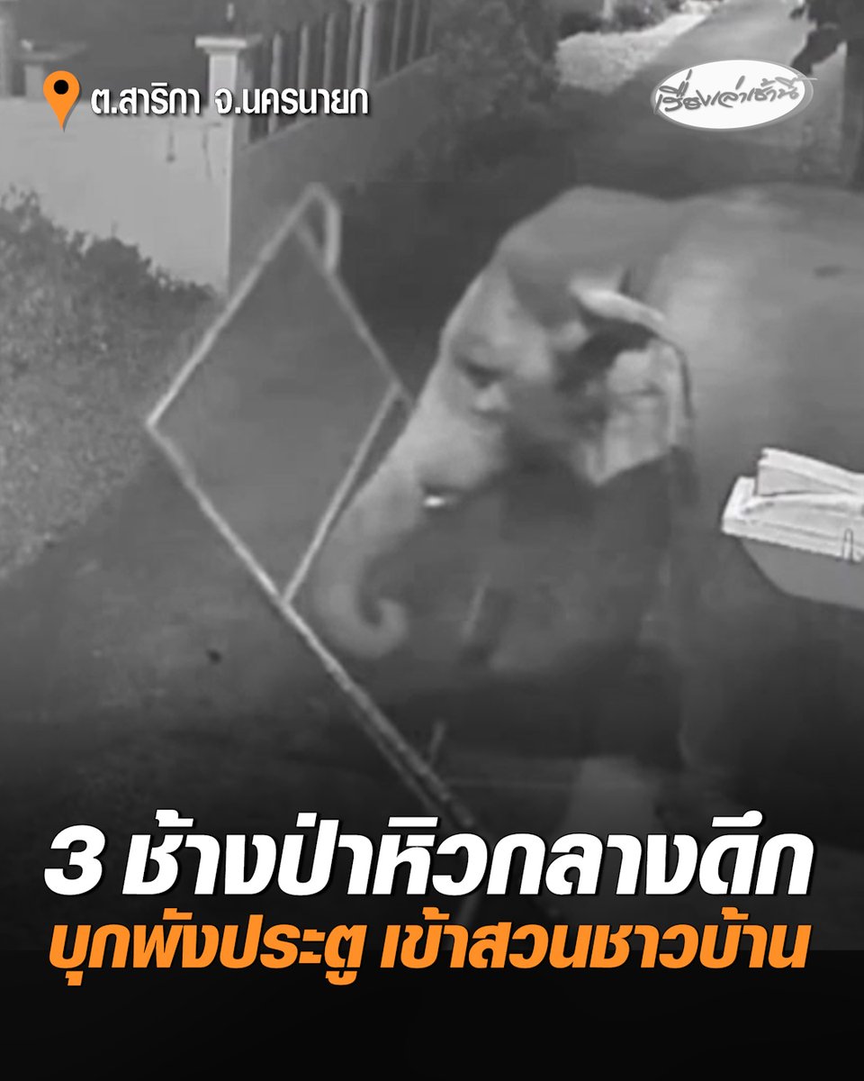 หิวกลางดึก! ช้างป่า 3 ตัว บุกพังประตูรั้วเข้าสวนชาวบ้าน แยกย้ายกันหาผัก-ผลไม้กิน หลังเกิดเหตุ ทีมพิทักษ์อุทยานแห่งชาติเขาใหญ่ 14 ช่วยกันผลักดันช้างป่ากลับขึ้นเขาได้อย่างปลอดภัย และเร่งซ่อมประตูให้ชาวบ้าน #เรื่องเล่าเช้านี้ #ครอบครัวข่าว3 #ช้างป่า #เขาใหญ่ #นครนายก