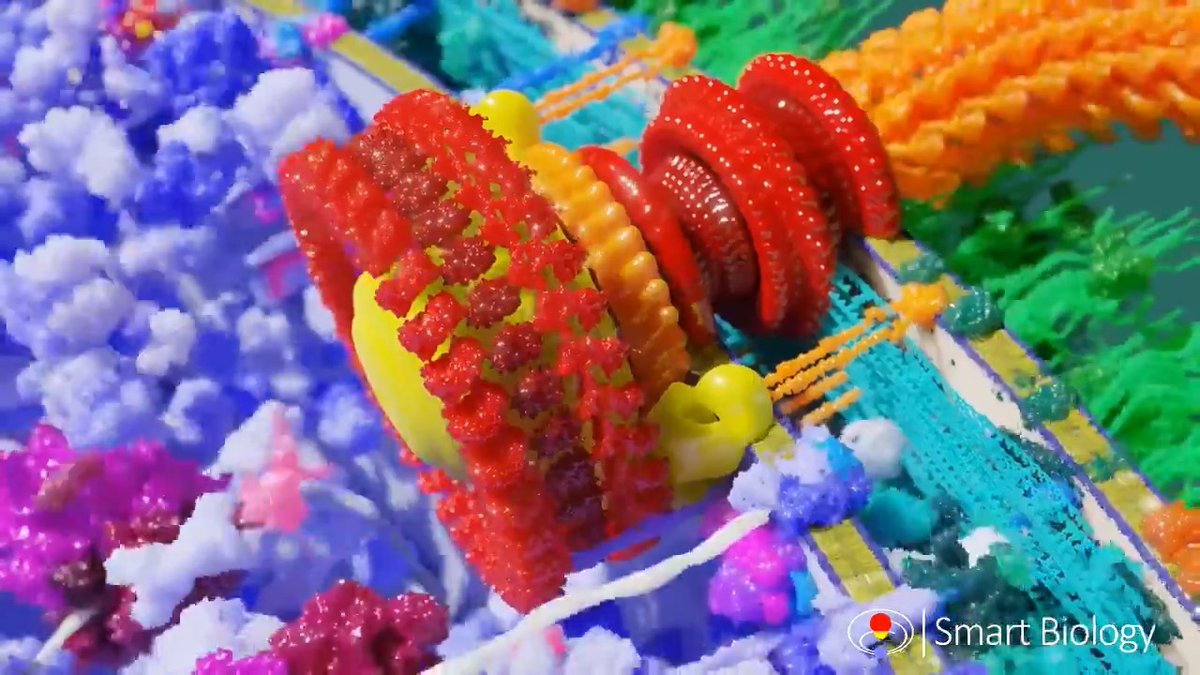 A bacterial flagellum is driven by a rotary engine made up of protein, and is powered by the flow of protons across the bacterial cell membrane. It rotates at ~1,000 rpm, but the rotor alone can rotate at up to 17,000 rpm. [📹 smart-biology]