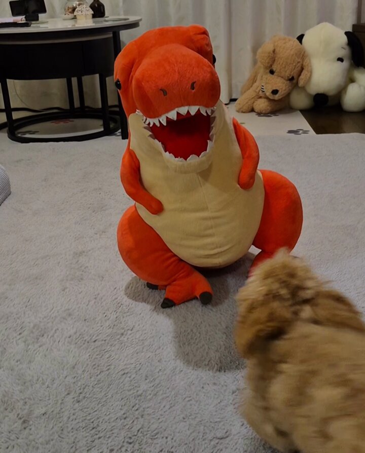 恐竜さんとりほちゃん ファーストコンタクトです🐶🐾