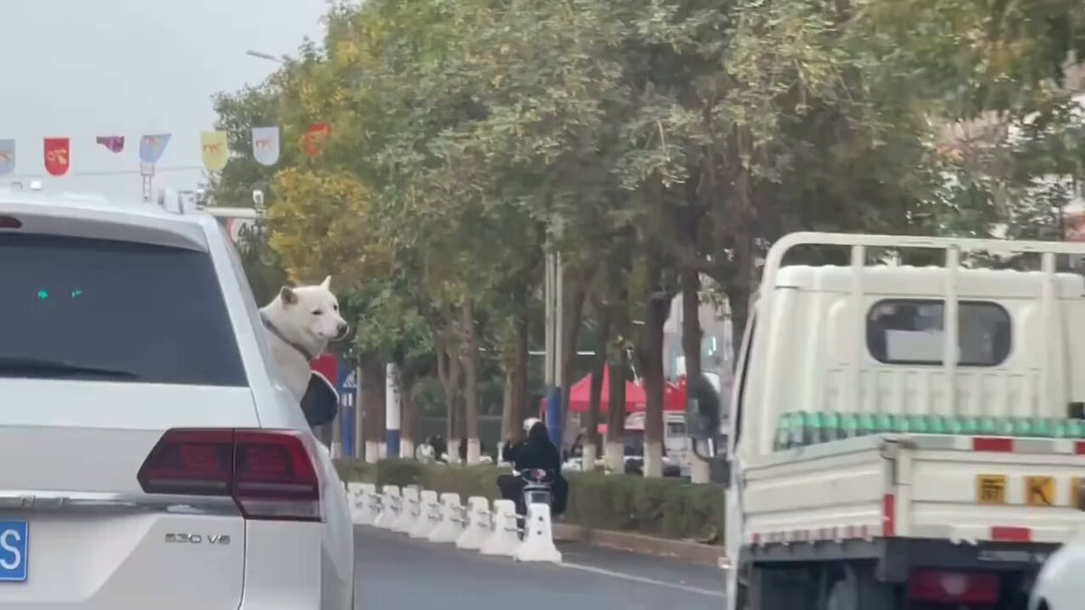 【あれ、お父さん？】 中国で撮影されたとみられる映像（時期は不明）。車から白い犬が顔を出し後ろの様子をうかがっている。2人乗りのバイクが近寄り触ろうとしたが、ご機嫌斜めだったのか吠えて威嚇した。犬にとっても人にとっても危険なので真似厳禁。 動画はSNSより。
