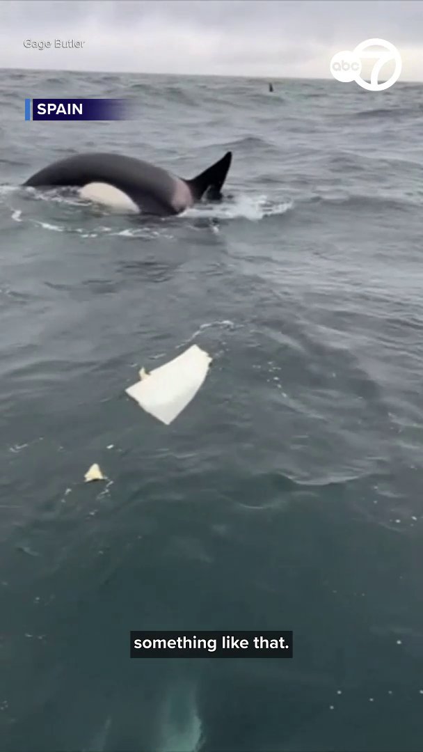 Jaw-dropping video captured the moments a pod of orcas rammed a sailboat off the coast of Spain - for eight minutes straight.