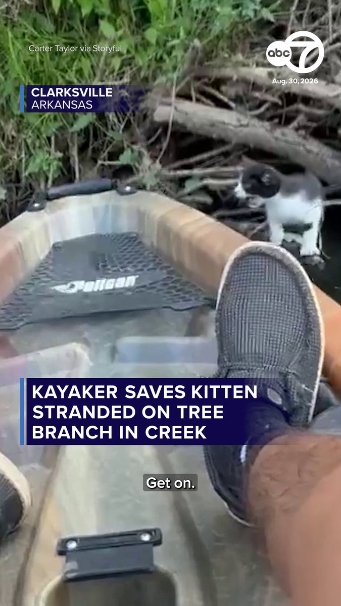 A kayaker shared his delight at being able to save a kitten that found itself stranded on tree roots in an Arkansas creek. 💕