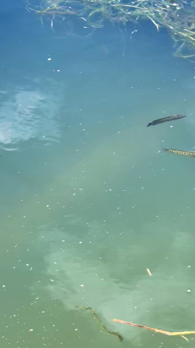 雷魚の赤ちゃんが！どえりゃーおるわ！
