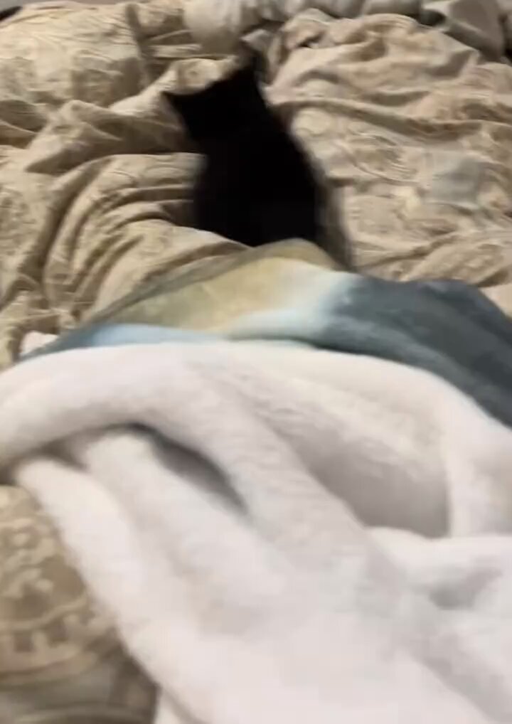 The shit my cat does when it’s bedtime