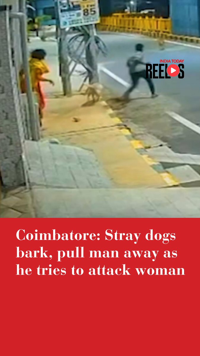 Two stray dogs reportedly prevented a man from molesting a woman who was sitting by the roadside near a railway overbridge in the Thudiyalur area, with CCTV footage capturing the dogs repeatedly intervening to stop the accused. According to police, the woman, who was reportedly mentally challenged, was regularly accompanied by the two stray dogs. The animals were near her when the accused approached the spot late at night. CCTV footage showed the man initially trying to drive the dogs away. He reportedly picked up a stone and chased them away from the woman. However, the dogs moved only a short distance before returning and continuing to bark at him. #Thudiyalur #TamilNadu #CCTVFootage #StrayDogs #WomenSafety #CrimeNews #DogRescue