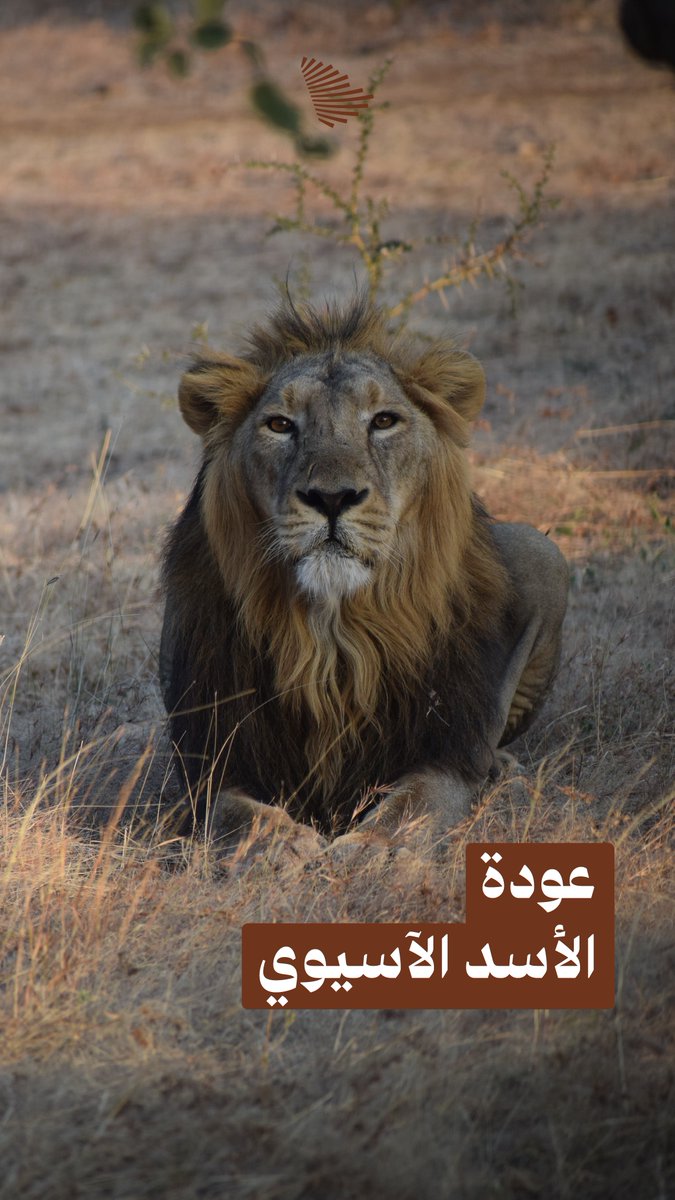 هل يزأر التاريخ في الجبال مجددًا؟ رحلة بيئية ممتدة لاستعادة التوازن الفطري في أقدم الملاذات المناخية بالمملكة. محمية الأمير محمد بن سلمان الملكية