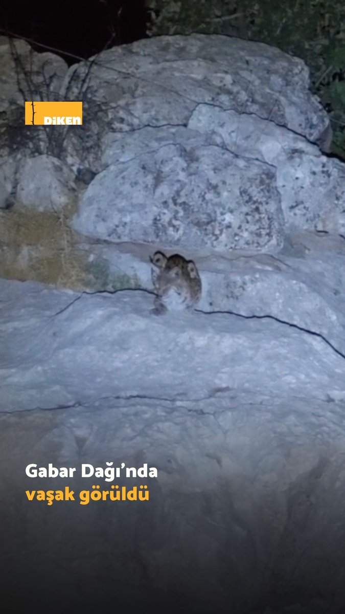 Şırnak’ta Gabar Dağı eteklerinde nesli tehlikede olan vaşak bir çobanın cep telefonu kamerasıyla görüntüledi.