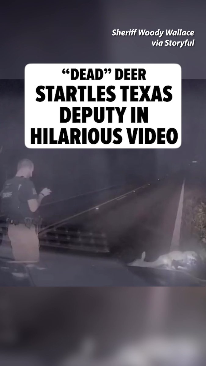 😭 A Texas deputy is going viral for his high-pitched yelp after being startled by a deer that he presumed was dead. 🎥: Sheriff Woody Wallace via Storyful