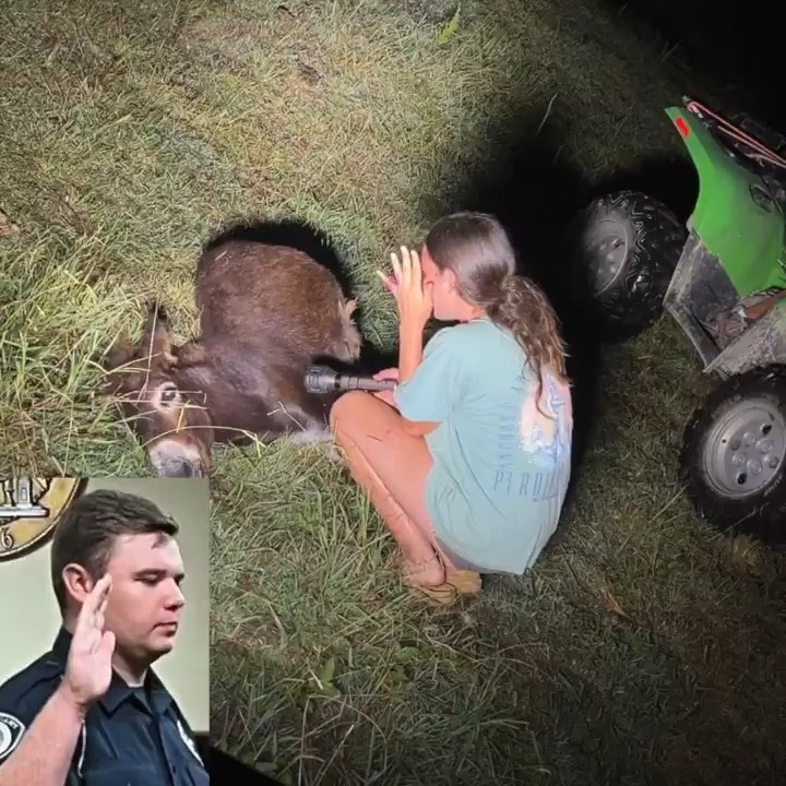 The killing of #HeeHaw the donkey occurred Sunday evening and and I assumed the local Rockmart, GA police department would take a day or two to get the video(s) out to the public as that's fairly normal in any high profile police shooting but, as of this post, it hasn't been released yet. We know, based on the officer's report (below in video for reference), that the killing of HeeHaw was captured on a thermal drone and possibly other cameras. For those who haven't seen the story (likely not many of y'all at this point), two police officers reportedly walked into the pasture (same one seen below) at Elsberry Riding and Farm looking for a missing person. HeeHaw’s owner Hannah stated police didn't tell her in any way (knock on door, call, etc....) before entering her property. She found out they were there after HeeHaw had approached the officers and officer Trenton Garner (in video below) shot and killed the him with his issued Glock 17. There are a lot of potential issues (use of force, exigent circumstances or not, etc...) with this incident but the video would answer a lot of those questions. There is a gofundme for HeeHaw for those interested in helping the farm and the family. Plan accordingly.... 🫏 #police #rural #police #crime #donkey #WTF #cops #georgia #rockmart #farming